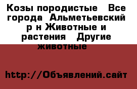 Козы породистые - Все города, Альметьевский р-н Животные и растения » Другие животные   